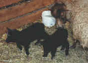 fiona & lambs, april 99.jpg (35176 bytes)